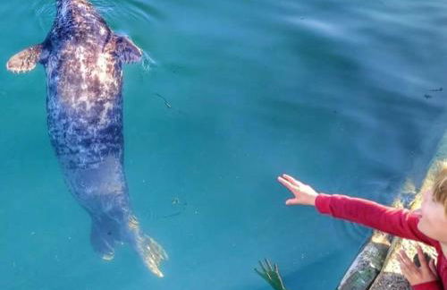 Heart of Kernow Holidays - Foto 30