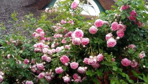 Zum roten Gaul - Foto 2