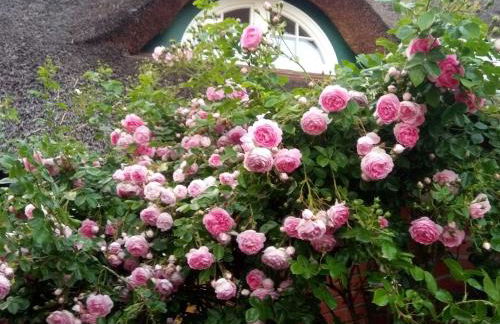 Zum roten Gaul - Foto 2