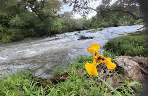 Cabana Pequeno Bosque som dás Águas - Foto 42