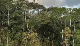 Chalé dos ipês - Foto 3