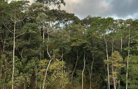 Chalé dos ipês - Foto 3