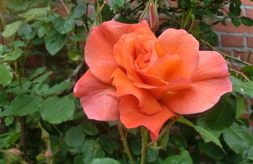 Kastanienhof - Foto 52