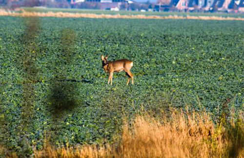 Ferienwohnungen Neue Tiefe - Wohnung Kleiderbügel - Foto 23