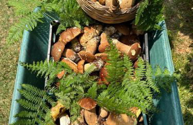 Nina's house, nonno Pepè - Foto 20