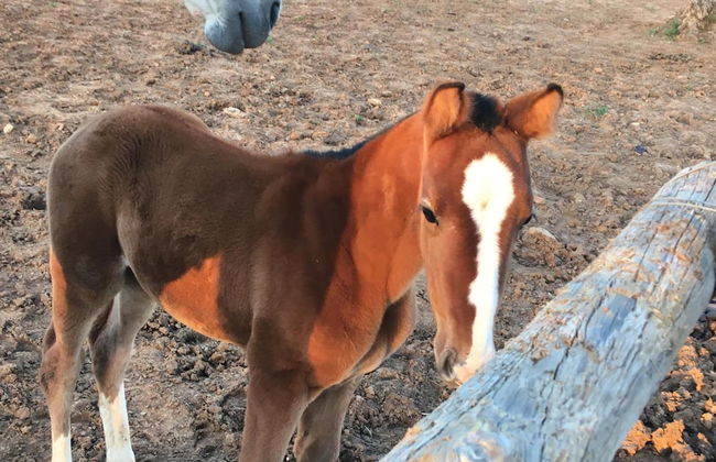 Hacienda La Indiana - Foto 33