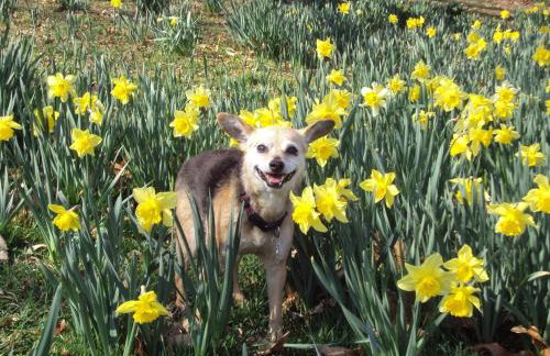 Pet Friendly Cottage walk to beach! - Foto 10