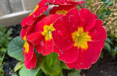 Cosy cottage - Foto 53