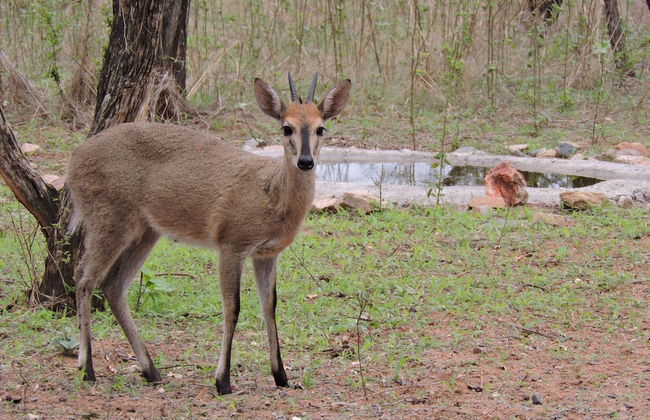 Umvangazi Rest - Enjoy a Relaxing, Rejuvenating and Peaceful Setting in the Bush - Foto 52