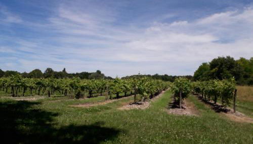 Gîte 3 La vigne est belle pour 1 à 3 personnes - Foto 4