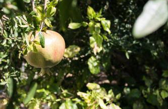 Rodia Studios & Apartments - Foto 16