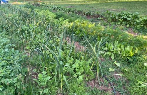 Cabin on Wheels • Cozy Forest and Farm Retreat - Photo 10