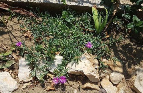 Apartment Kristić - Saplunara, Mljet - Photo 23