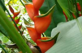 Carneiro Caiçara chalés- Casinhas aconchegantes em Ubatuba - Foto 67