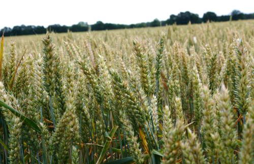 Ferienhaus "Zur Alten Fähre" - Foto 14
