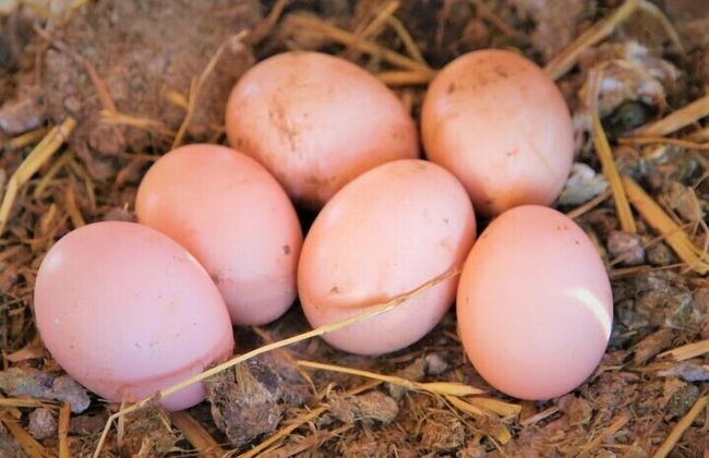 Bio et Bois - Foto 67