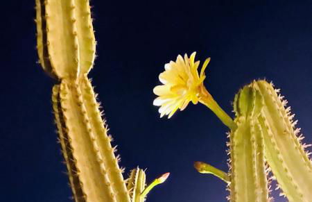 Villa Sicels - Agnone Beach - Syracuse - Foto 41