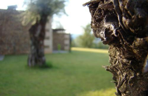 Bosque da Harmonia - Foto 65