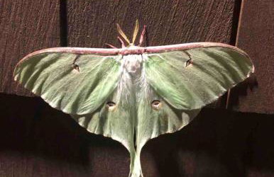 HoneyBee Homes - Foto 41