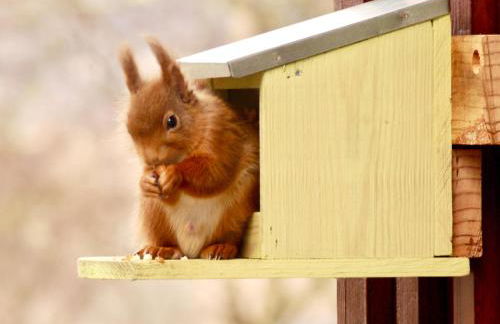 Drumguish Cottage - Foto 29