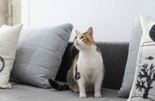 Il gatto Franco - Photo 16