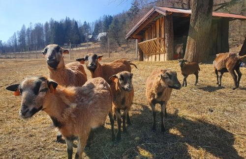 Ośrodek Wczasów Zdrowotnych Rudawka Rymanowska - Foto 37