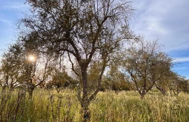 Villa PARADISO - Tra Ulivi e Tramonti da Cartolina - Foto 13