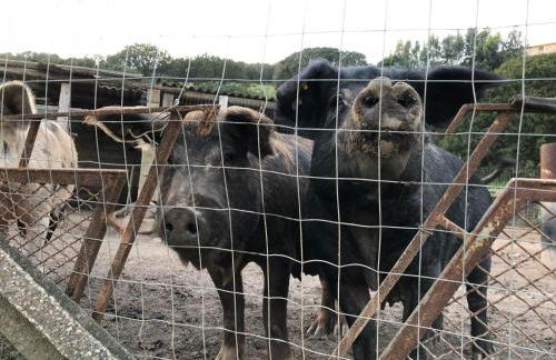 L'Oasi del Cervo - Foto 18