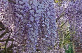 Weberhof-Münster 2 - Foto 57