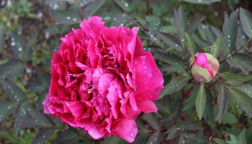 Bencini Family - Foto 5