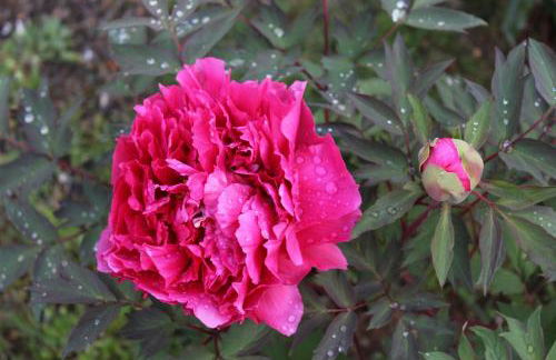 Bencini Family - Foto 5