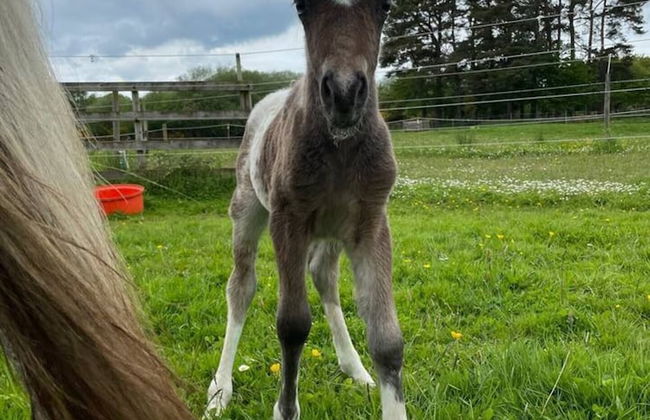 Beautiful Hillside Apartment Near Elgin, Scotland - Foto 42