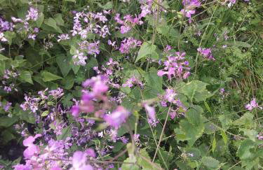 Ipati Forest Chalet - Foto 19