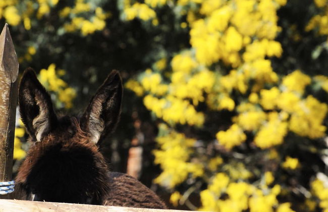 Agriturismo Magnarosa - Photo 14