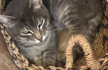 Special Farmstay, Faia-Guarda - Foto 58