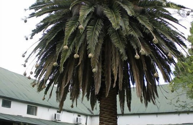 Lemoenfontein - Foto 51