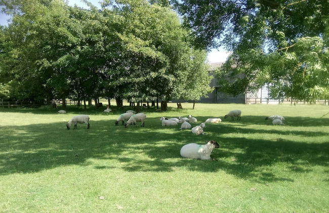 Cottage in Brookland Near Romney Marsh - Photo 19