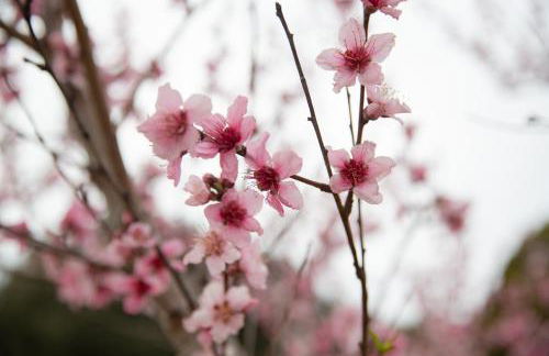 ELIZABETH by Antigone - Photo 24