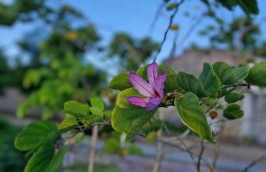 MSFlats Paripueira praia varanda c rede cozinha Wifi Ar split - Foto 55