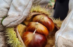 Tana della Lavanda - Photo 76