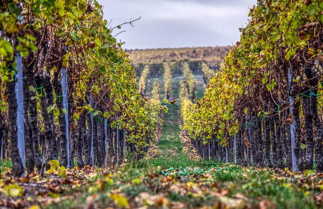 Discover the wine producers of Emilia Romagna - Photo 14