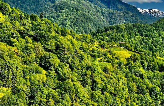 GreenWood Merisi - Foto 50