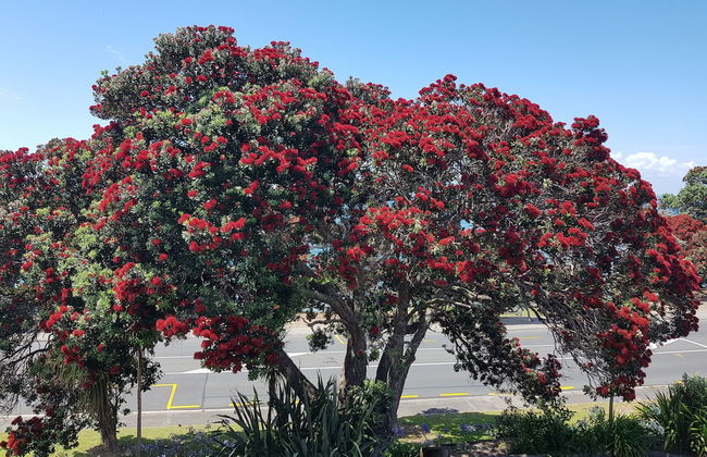 Whangaparaoa Lodge Motel - Foto 62