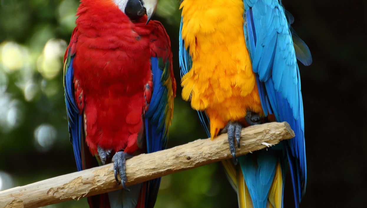 Excursão a San Pedrillo