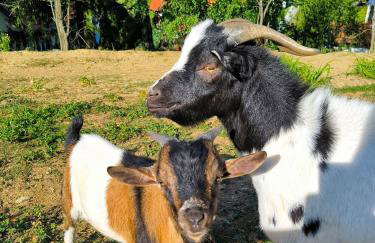 Discover the magic of nature - Foto 20