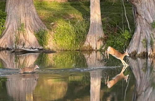 Charming new home near Canyon Lake/Guadalupe River - Photo 36