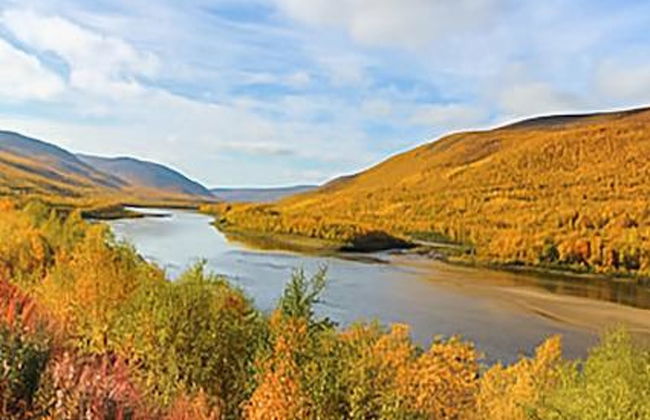 Karetörmä - Foto 3