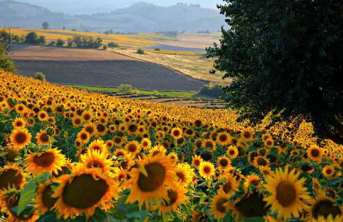 Villa Eden Numana - in favoloso Resort vicino al mare - Foto 43