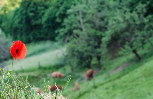 Ferienwohnung RheinSpaziert - Foto 35