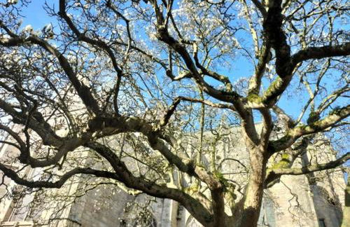 Appartement entier centre historique DINAN - Foto 16
